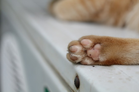 Yellow/Ginger cat paw close upの写真素材