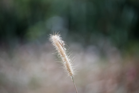 Dried grass flower in the wind.の写真素材