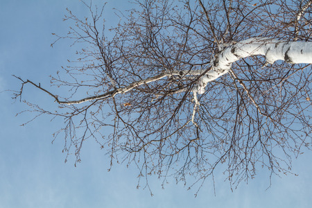 Winter tree and sky.の写真素材