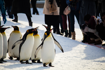 HOKKAIDO, JAPAN - FEBRUARY 10, 2017 - Penguin march at Asahiyama Zoo .のeditorial素材