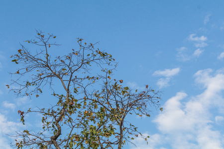 Tree branch with blue sky.の写真素材