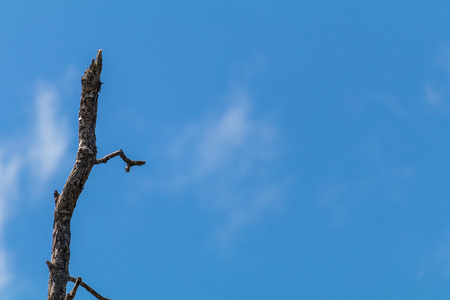 Withered tree with blue sky in the background.の写真素材