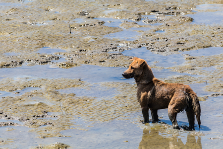 Stray dog standing in the sea.の写真素材