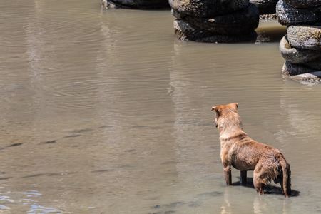 Stray dog standing in the sea.の写真素材