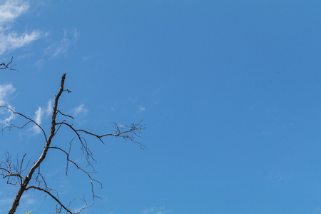 Withered tree with blue sky in the background.の写真素材