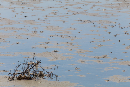 Sea trash and the low tide.の写真素材