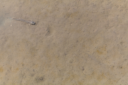 mini blenny fish swimming on the sand.の写真素材