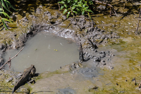 Blenny prepare to jump into small pond Mangrove swamp forest.の写真素材