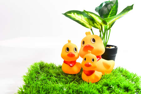 Mother duck and ducklings. Duck mother animal and family duckling.the Happines family.の写真素材