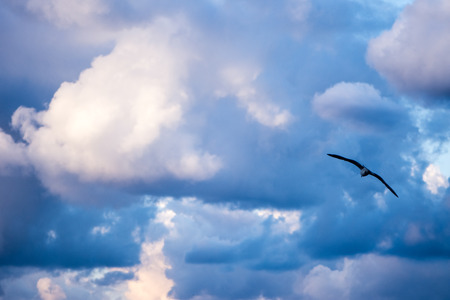 seagull flying high in the cloudy sky with high speedの写真素材