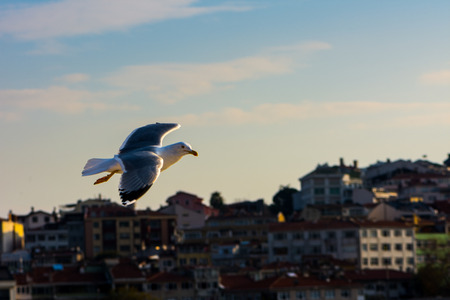 seagull flying high above the buildings in Istanbul, Turkeyの写真素材