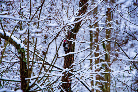 Siskin on the branch covered by snowの写真素材