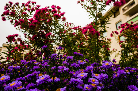 Purple and pink daisies in the garden in front of buildingの写真素材