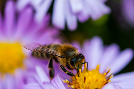 Bee polishing purple diasy in the summerの写真素材