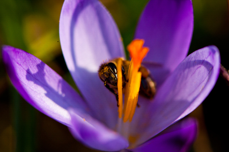 Bee on the beautiful purple crocus flower during the sunny dayの写真素材