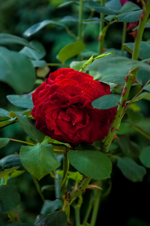 Red rose in the gardenの写真素材