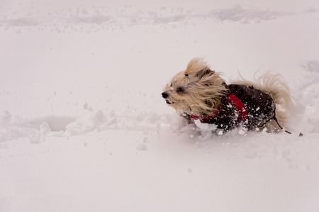Cute beige poodle enjoying the time in the snow on the mountainの写真素材