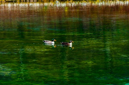 Two beautiful ducks reflecting in the water in park Vrelo Bosneの写真素材