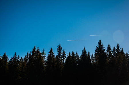 Two small trails of the airplane above the pine forest