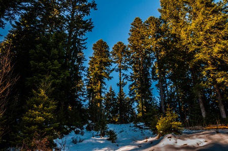 Sun rays break through the pine forest covered by snowの写真素材