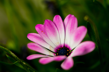 Macro shoot of the Osteospermum or African daisy blooming flower in the garden during the spring timeの写真素材