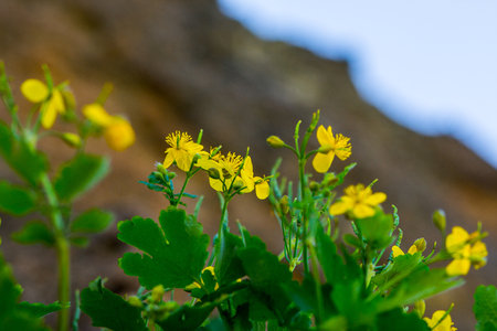 The buttercups on the meadow in the early springの写真素材