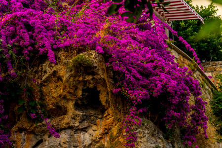 The purple flower that is specific for Antalya on the stone hillの写真素材