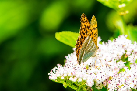 The butterfly on the flower of the healthy plant Sambucus nigraの写真素材