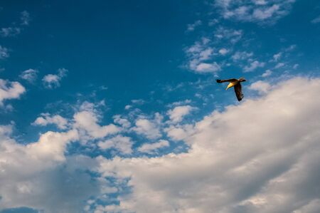The seagull flying to the sky above the city of Istanbul, Turkeyの写真素材