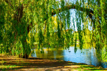 The beautiful landscape of the Pildammsparken lake in the city of Malmo, Sweden