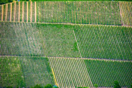 Arial view to the vineyards near city of Wurzburg Germany
