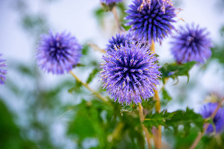 Purple burdock flower during his blossom time during wonderfull summer dayの写真素材