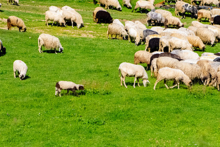 A flock of sheep grazing the grass