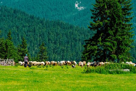 A flock of sheep grazing the grass and the shepherd guards themの写真素材