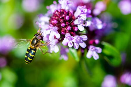 Hoverfly insect similar to wasp and bee on the summer savory flower during the sunny summer dayの写真素材