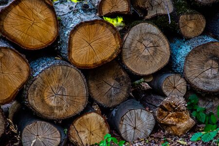 Prepared stack of circle lumbers with bark in the forestの写真素材