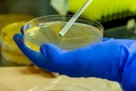 Scientist spreading bacteria liquid medium on agar plate under the laminar flow hood. Microbiology research performed in modern lab, close upの写真素材