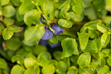 Wild ripe Bilberry in its bush closeup. European blueberry or Vaccinium myrtillus growing on the mountain. Healthy plant used in medicine. Agriculture conceptの写真素材