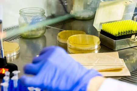 Lab equipment in the laminar flow hood. Pipette tips, paper tissue, petri dish with agar in laboratoryの写真素材