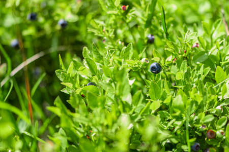 Wild blueberries in various stages of ripeningの写真素材