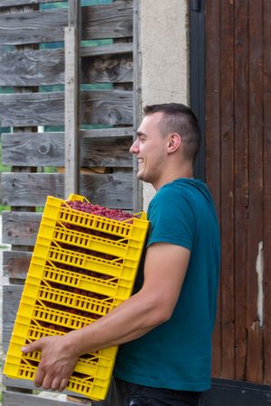 Satisfied handsome farmer carrying crates with raspberries freshly collected during harvesting....