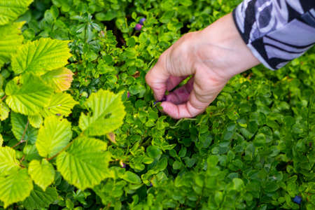 Female hands picking blueberries at the mountain. Summer season time for collecting wild organic bilberries, agricultural concept and close up shootの写真素材
