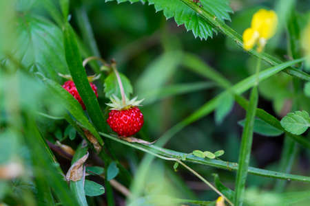 Wild strawberry growing on the meadow close up. Healthy and tasty red berry in the forest , agricultural concept. With shallow depth of field.の写真素材