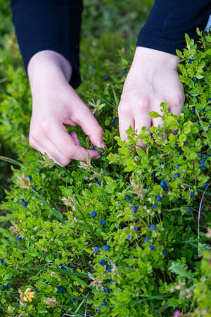 Female hands picking blueberries at the mountain. Summer season time for collecting wild organic bilberries, agricultural concept and close up shootの写真素材