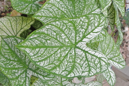 Green white leaves.の写真素材