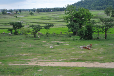 The rice field.の写真素材