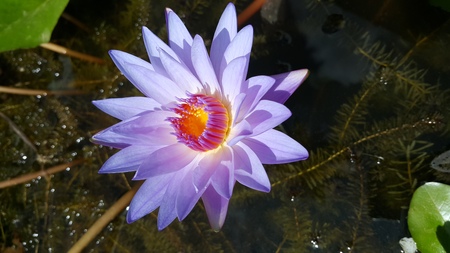 Purple lotus.の写真素材