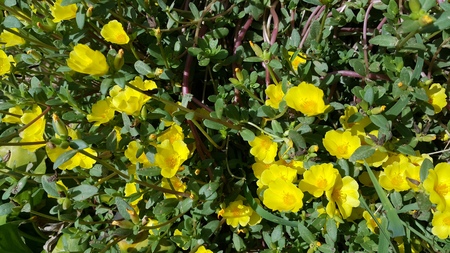 yellow flower.の写真素材