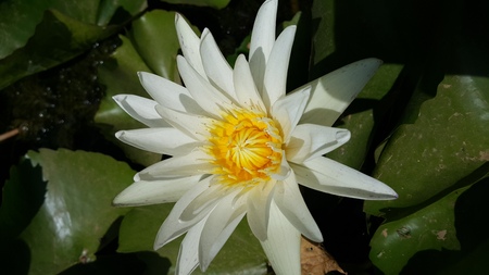 White lotus.の写真素材