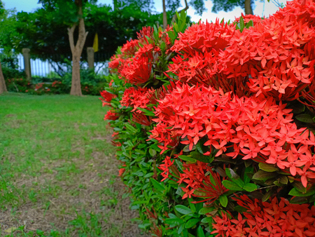 The red ixora.の写真素材
